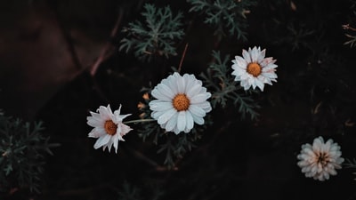 图聚科技